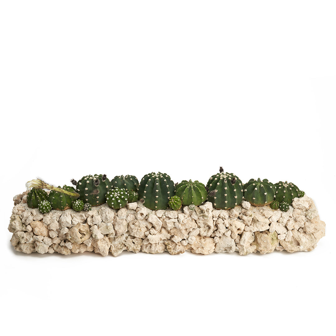 Keystone Trough - Cactus Garden