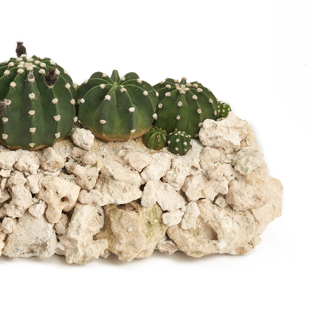 Keystone Trough - Cactus Garden