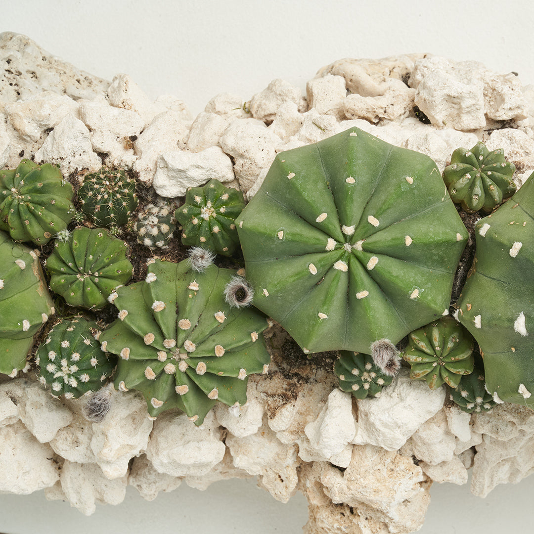 Keystone Trough - Cactus Garden