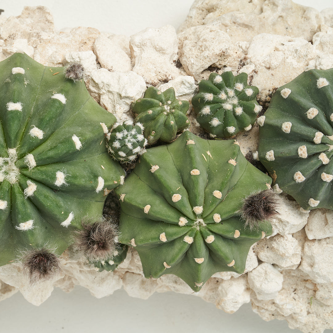 Keystone Trough - Cactus Garden