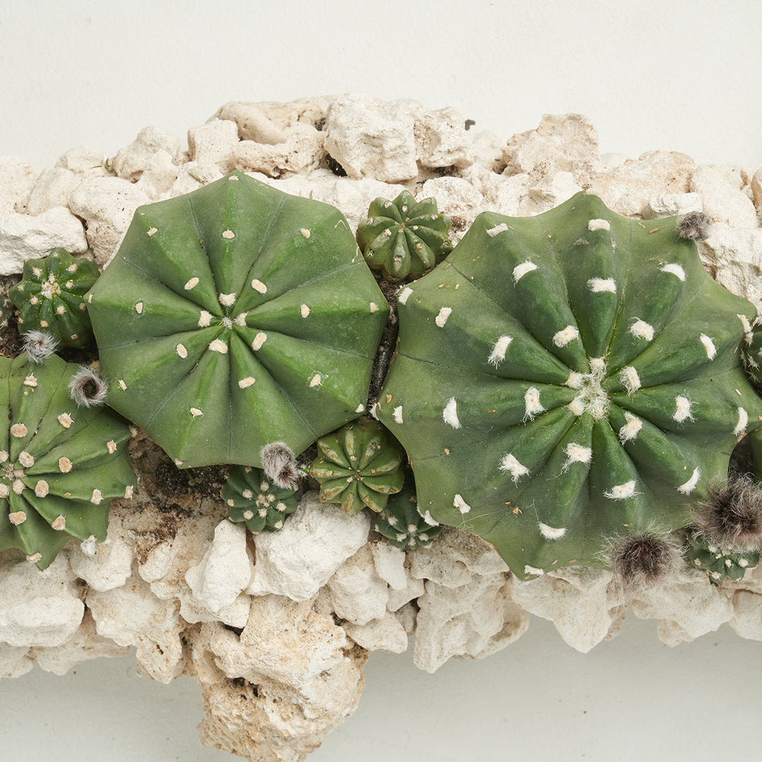 Keystone Trough - Cactus Garden