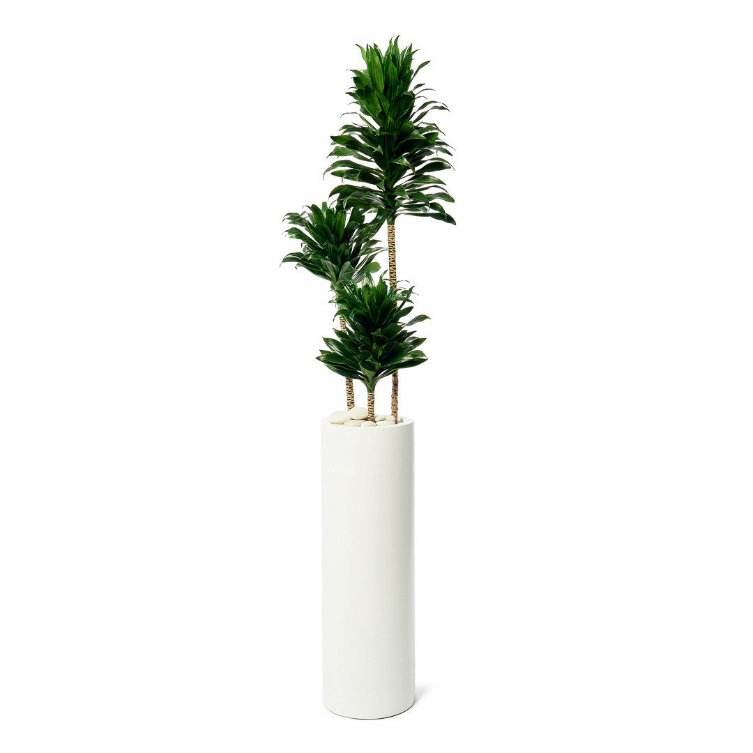 Milano Tube White – Janet Craig (Dracaena Deremensis Compacta)