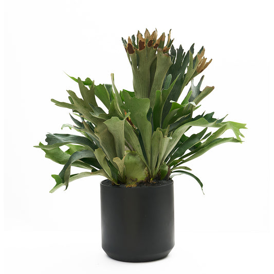 Ceramic Round Black Extra Large - Staghorn Fern