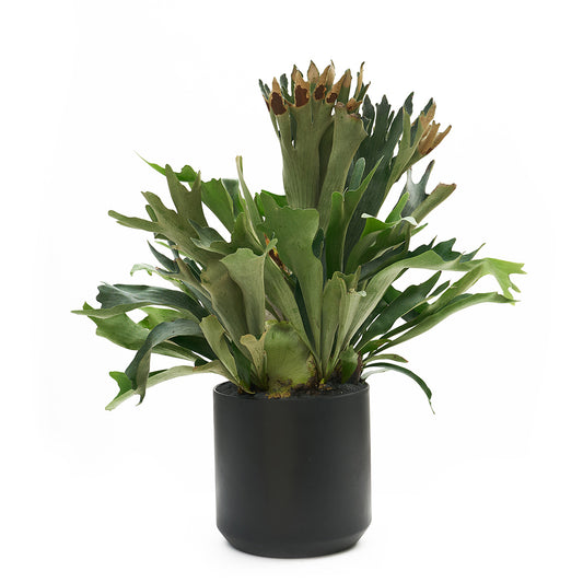 Ceramic Round Black Extra Large - Staghorn Fern