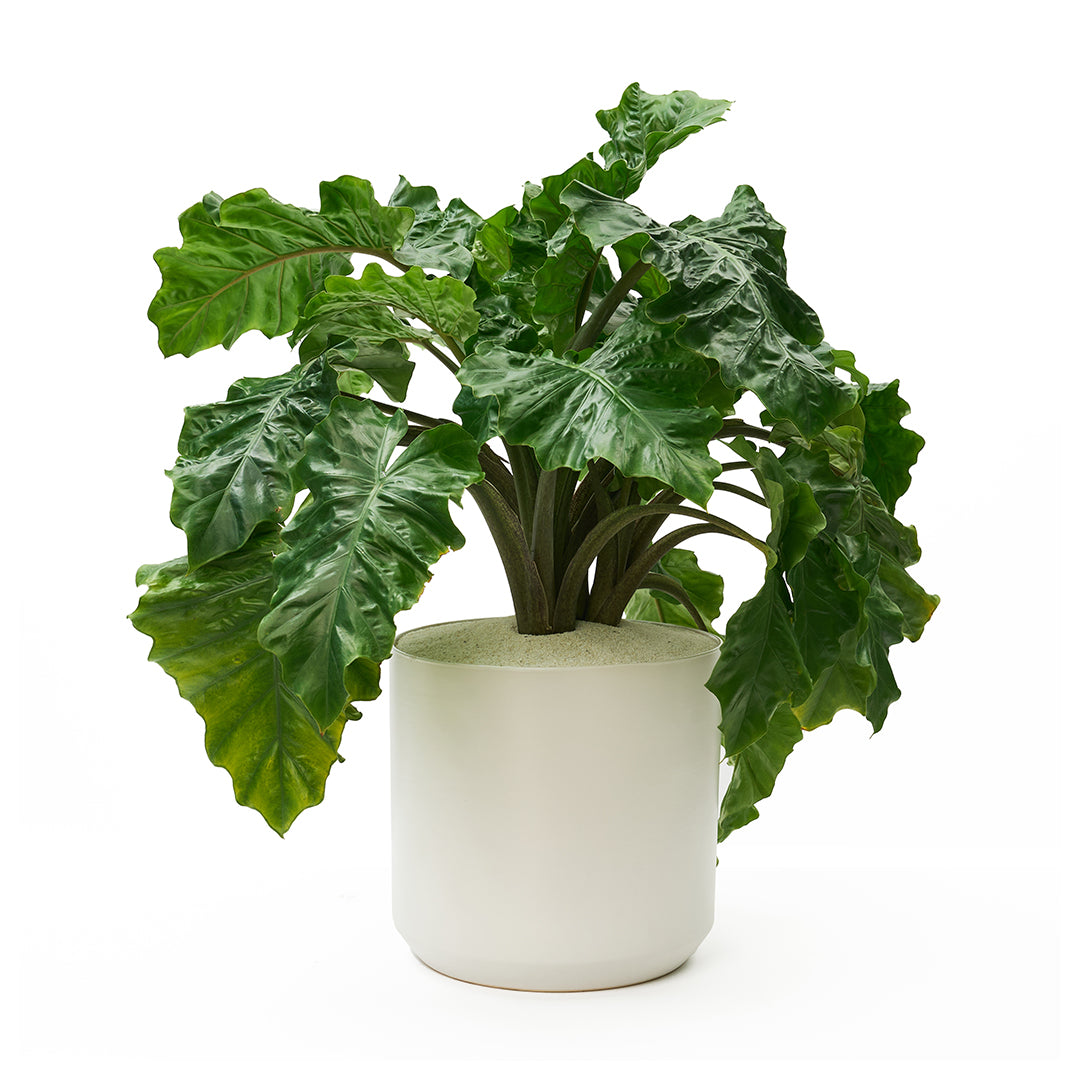 Ceramic Round White Extra Large - Alocasia Low Rider