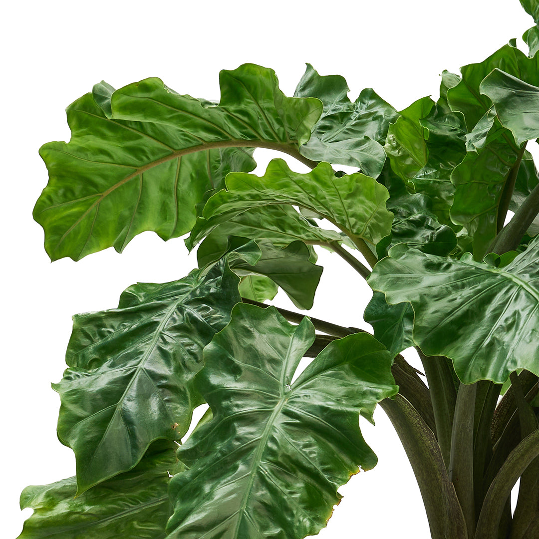 Ceramic Round White Extra Large - Alocasia Low Rider