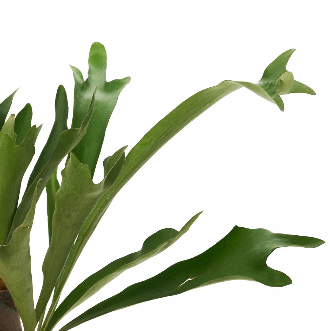 Ceramic Round White Large - Staghorn Fern