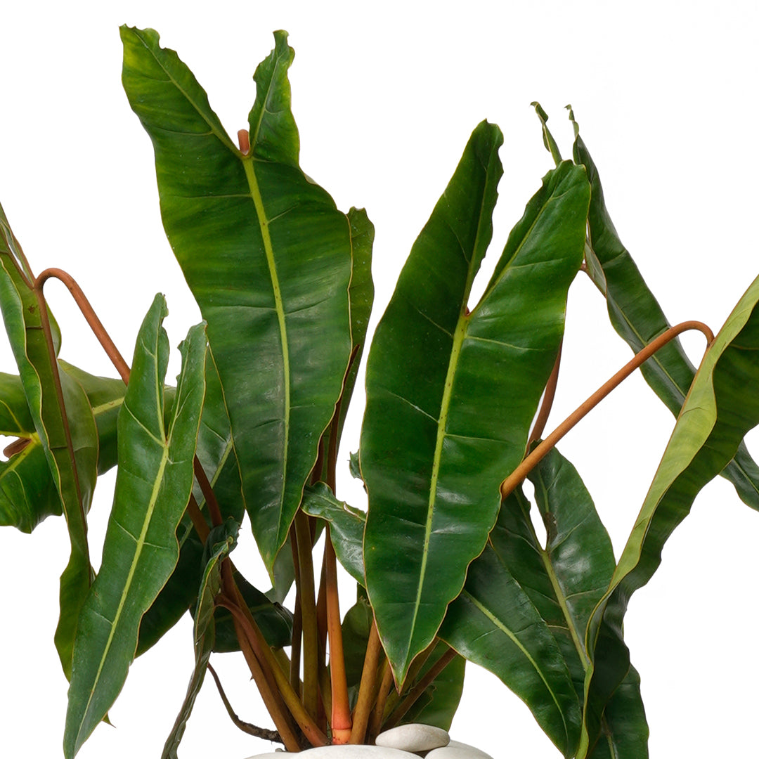 Totem Sculpture White 6 Philodendron Billietiae