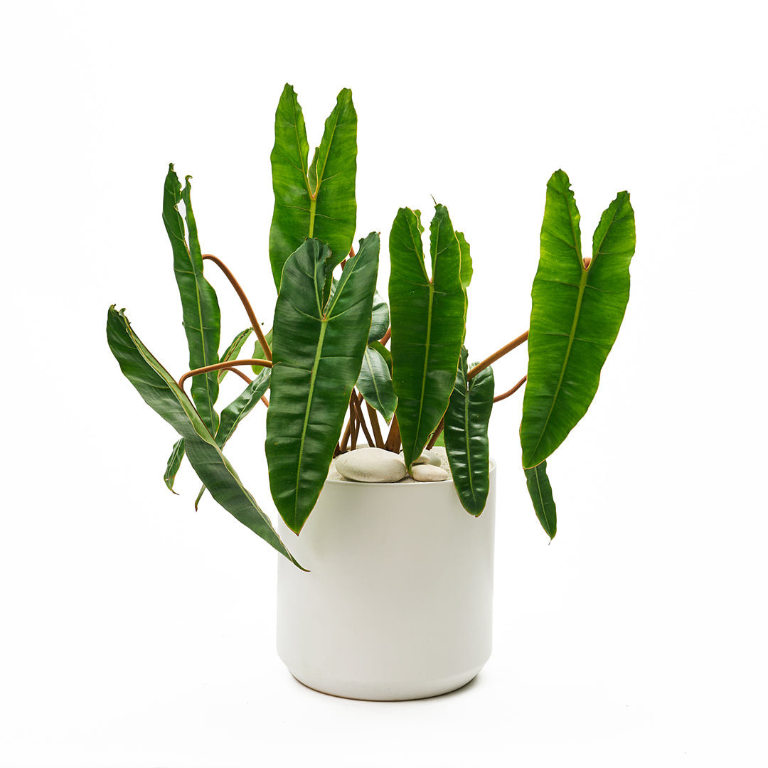 Ceramic Round White Extra Large - Philodendron Billietiae