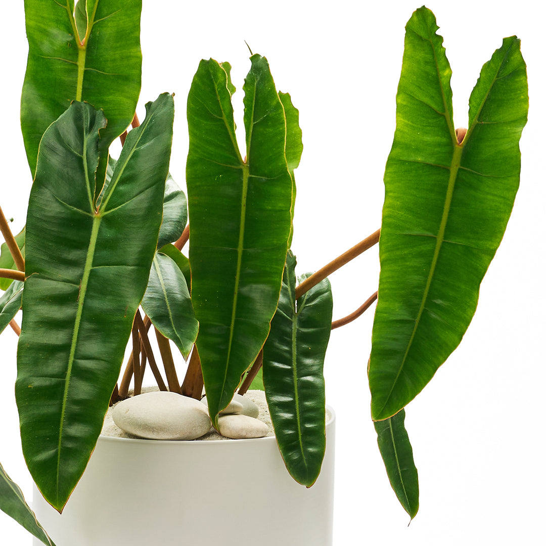 Ceramic Round White Extra Large - Philodendron Billietiae