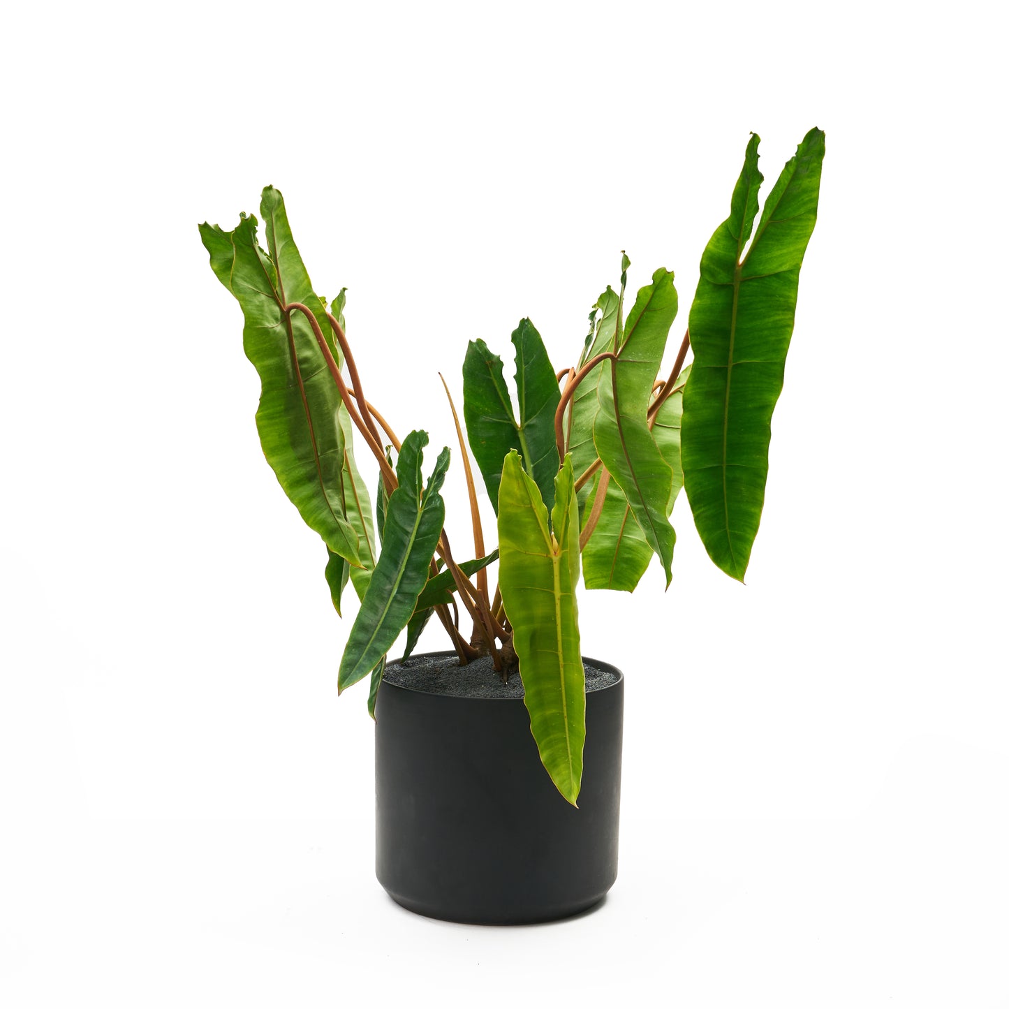 Ceramic Round Black Large - Philodendron Billietiae
