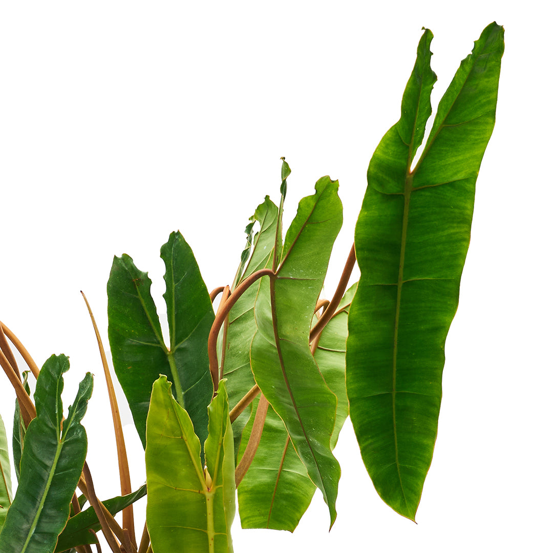 Ceramic Round Black Large - Philodendron Billietiae
