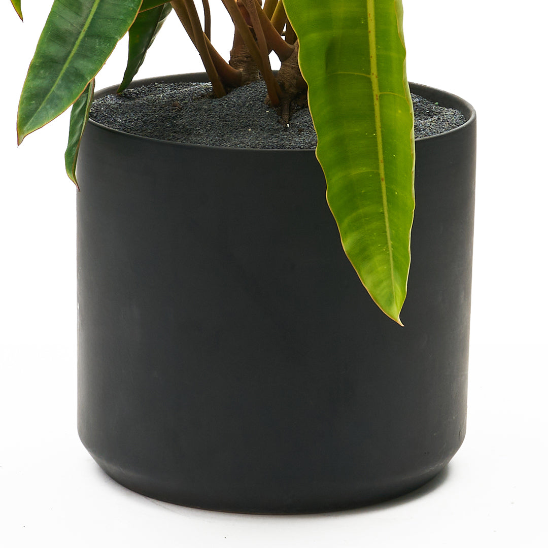 Ceramic Round Black Large - Philodendron Billietiae