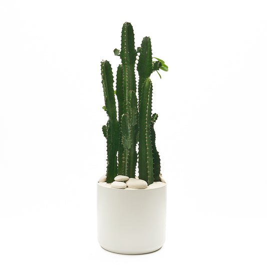 Ceramic Round White Large - Euphorbia Acruensis