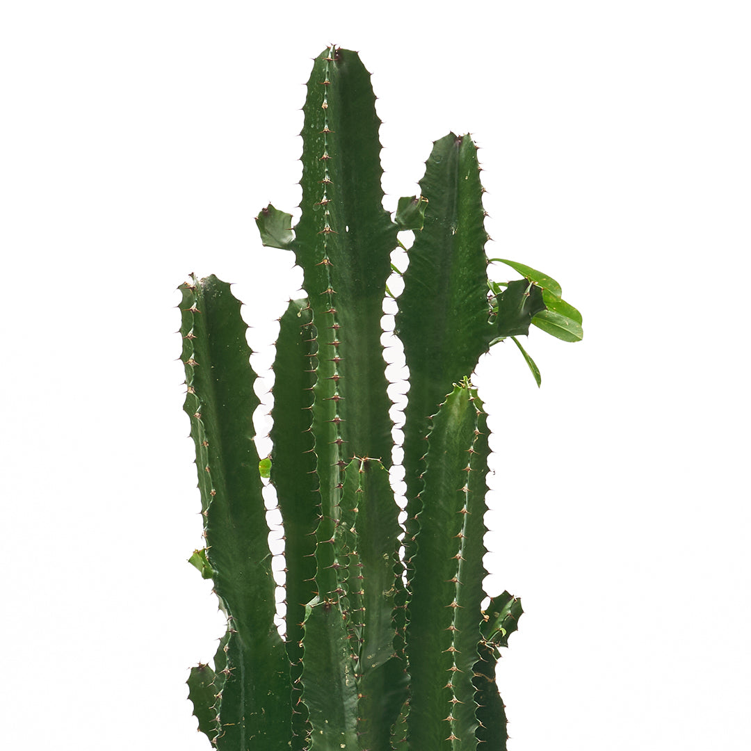 Ceramic Round White Large - Euphorbia Acruensis