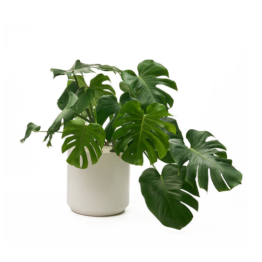 Ceramic Round White Extra Large - Monstera Deliciosa