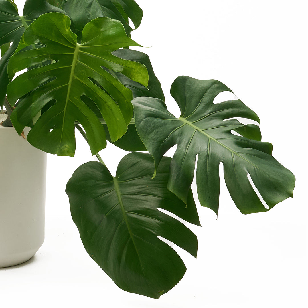 Ceramic Round White Extra Large - Tropical Foliage Plant Plant The Future