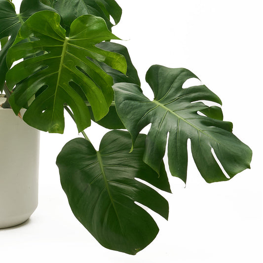 Ceramic Round White Extra Large - Tropical Foliage Plant Plant The Future