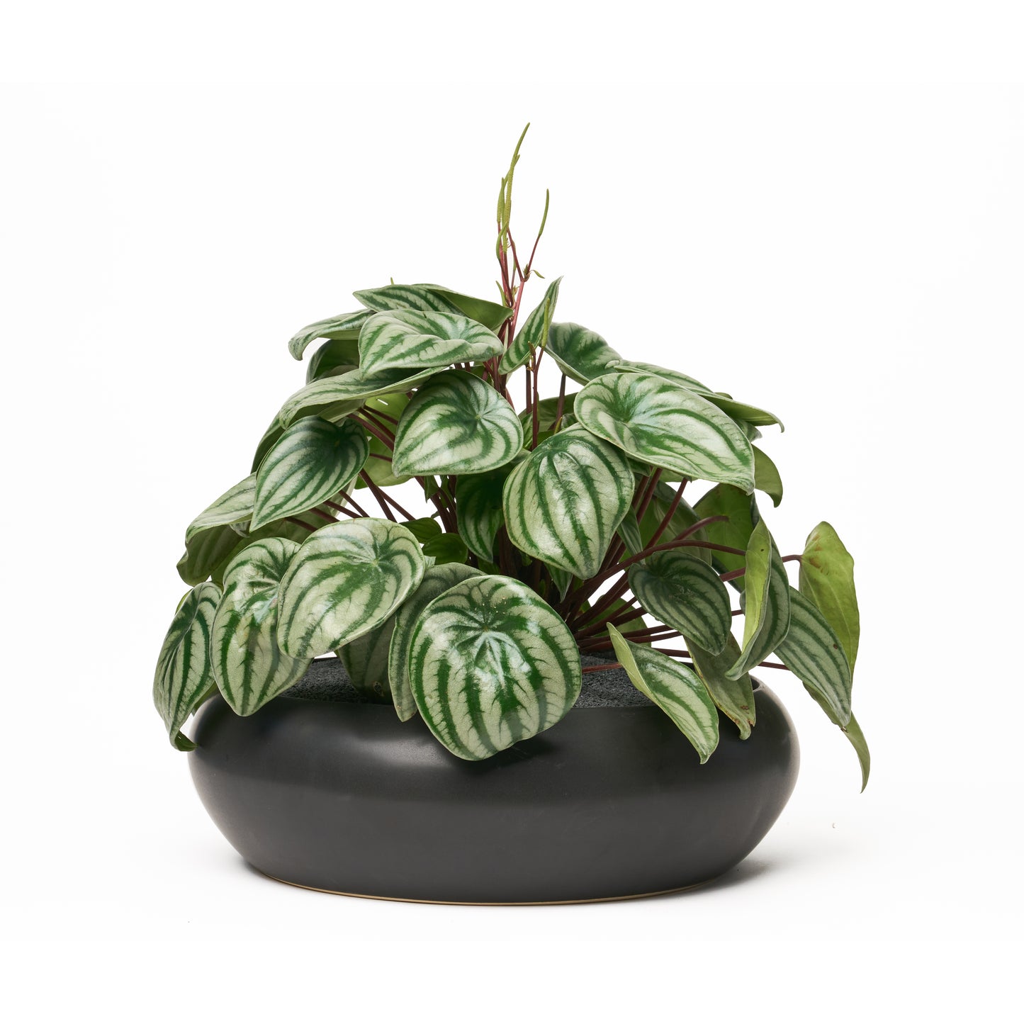 Sydney Black Large - Peperomia Watermelon
