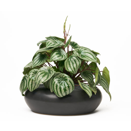 Sydney Black Large - Peperomia Watermelon