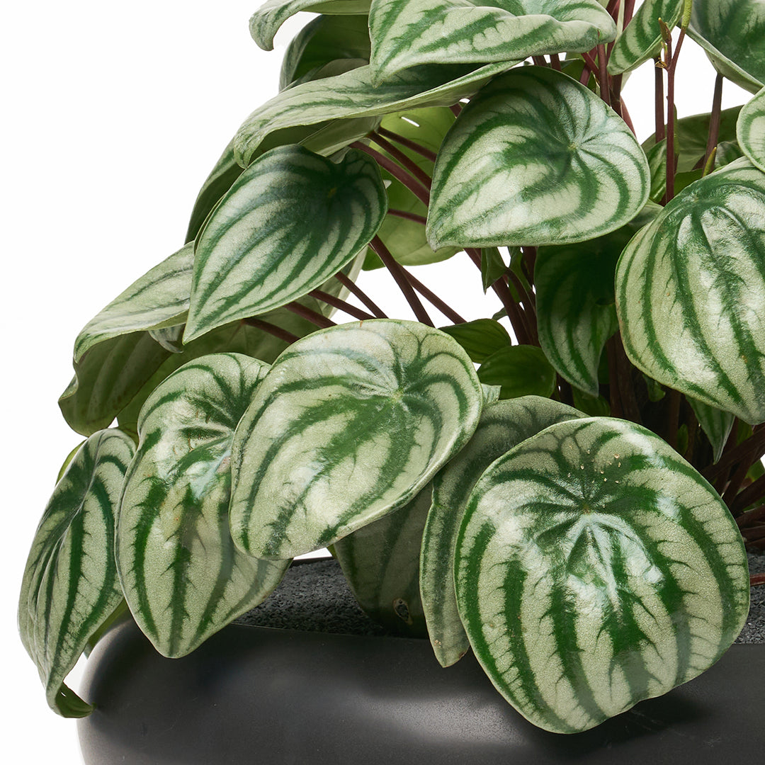 Sydney Black Large - Peperomia Watermelon