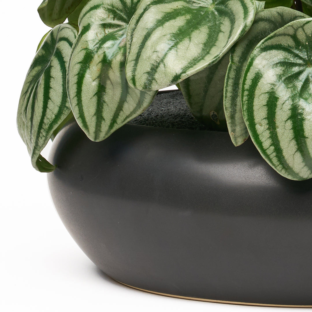 Sydney Black Large - Peperomia Watermelon