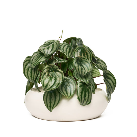 Sydney White Large - Peperomia Watermelon