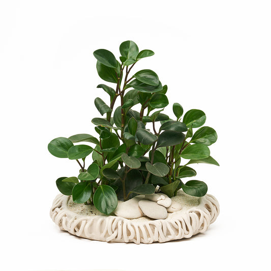 Ceramic Mangrove White - Peperomia
