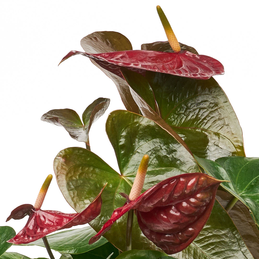 Ceramic Round Black  - Anthurium Foxy-Queen