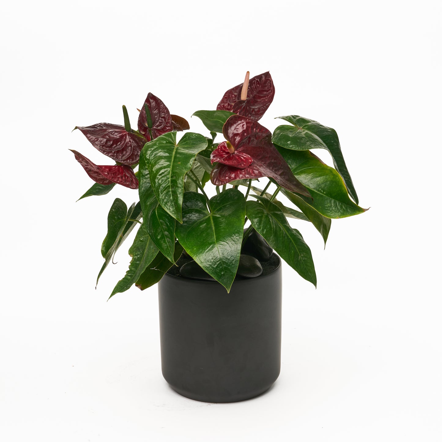 Ceramic Round Black  - Anthurium Foxy-Queen