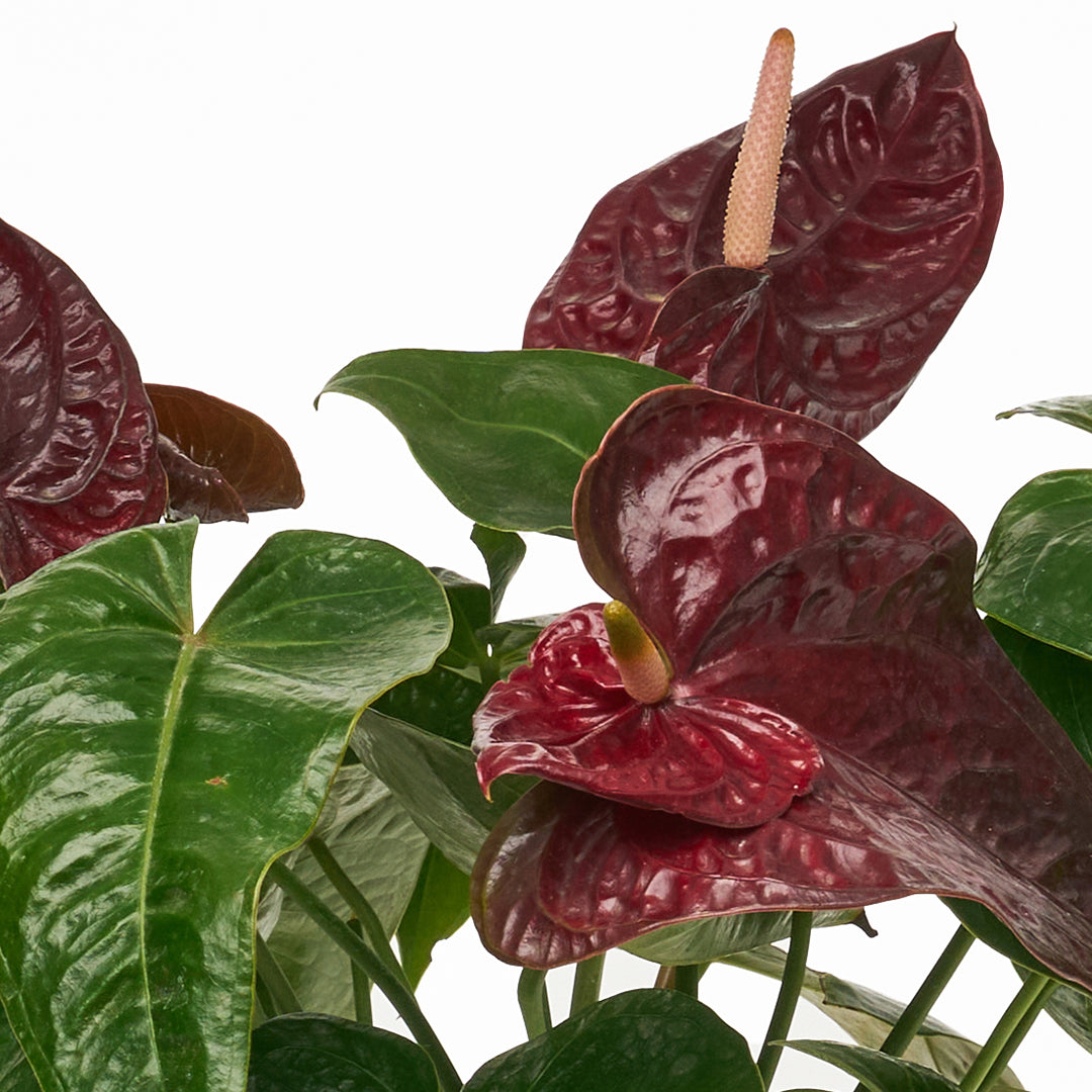 Ceramic Round Black  - Anthurium Foxy-Queen