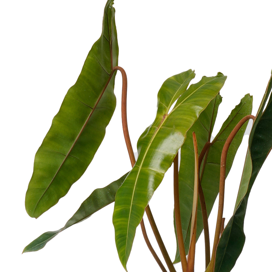 Totem Sculpture White 8 with Philodendron Billietiae