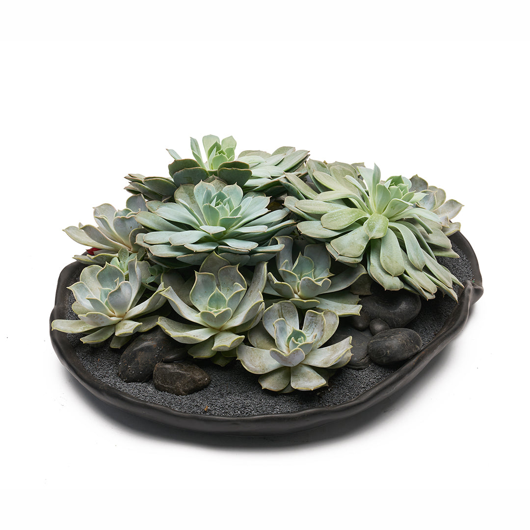 Ceramic Petale Bowl Black - Succulents