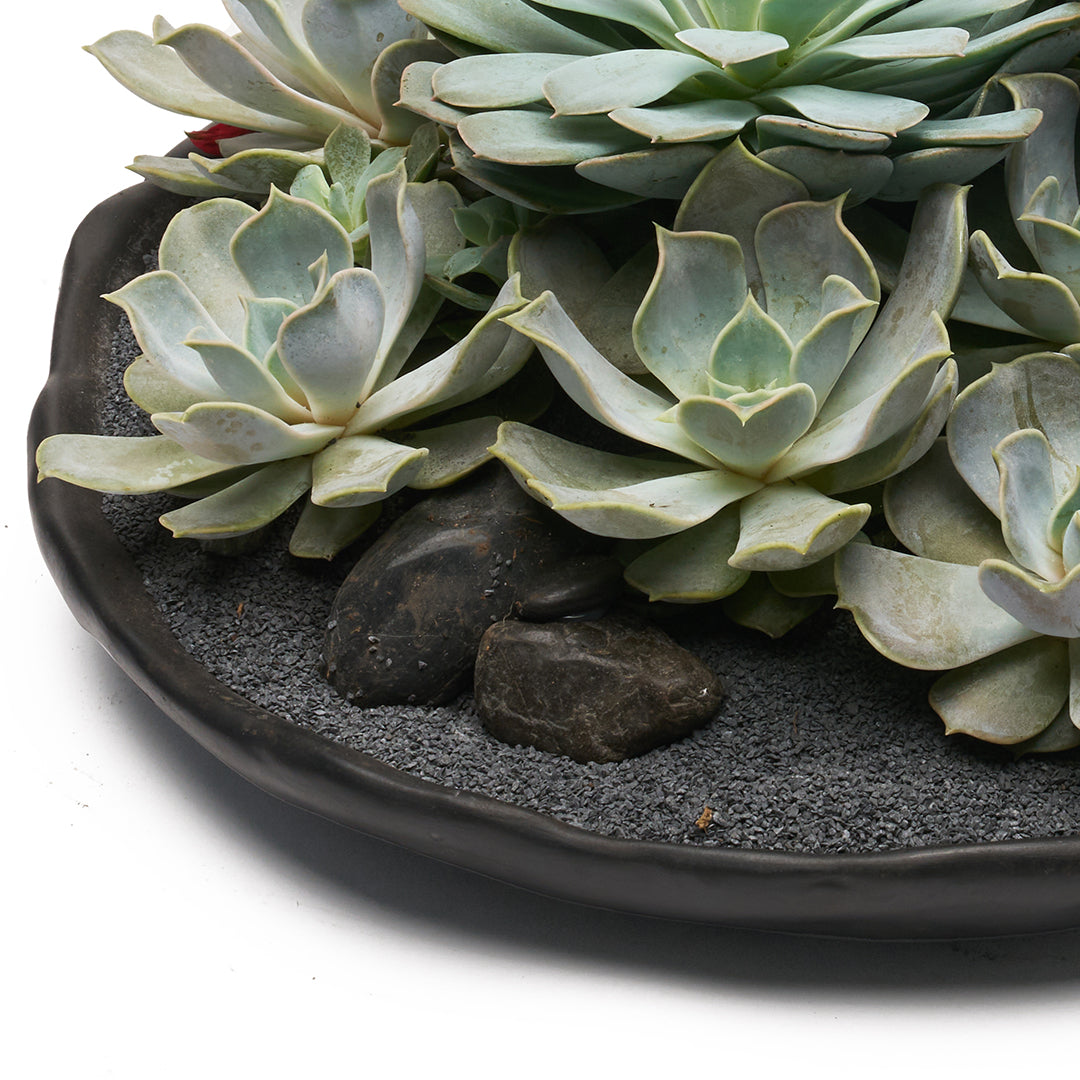 Ceramic Petale Bowl Black - Succulents