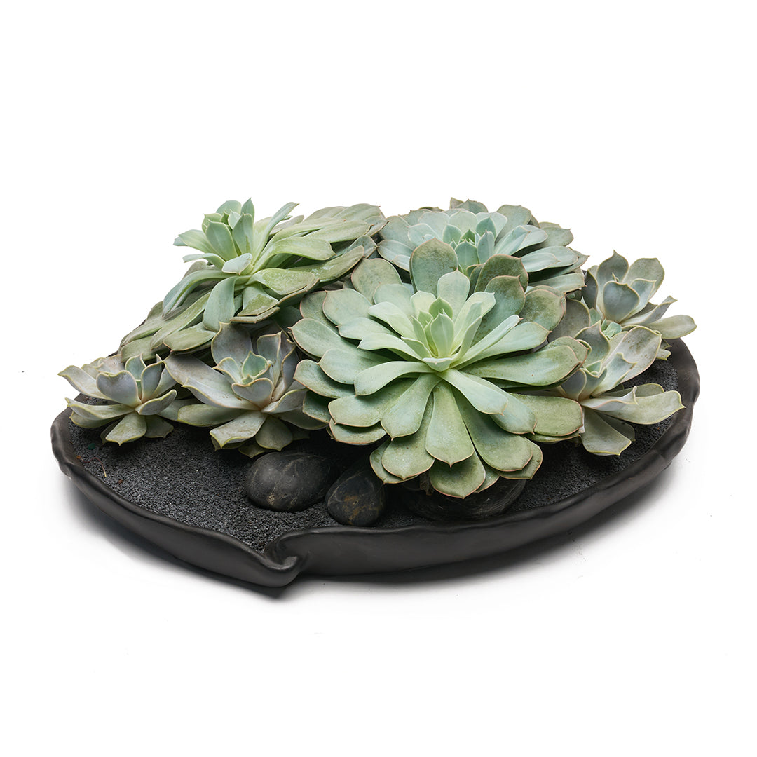 Ceramic Petale Bowl Black - Succulents