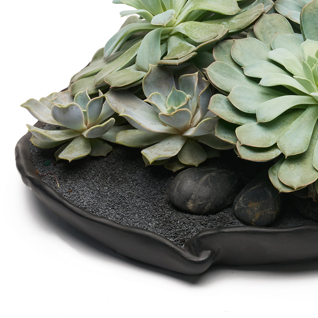Ceramic Petale Bowl Black - Succulents