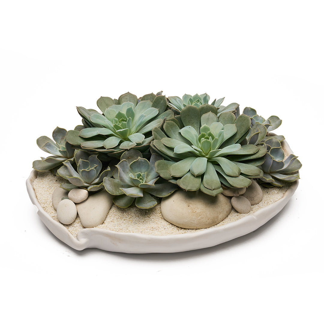white succulent bowl Ceramic Petale Bowl