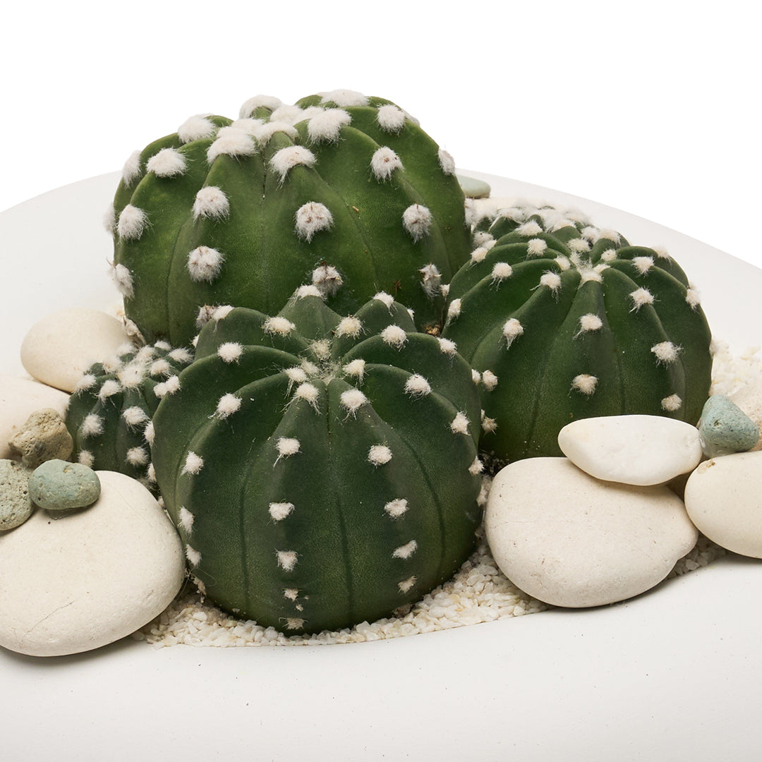 Ceramic Balloon Bowl White  Low Garden