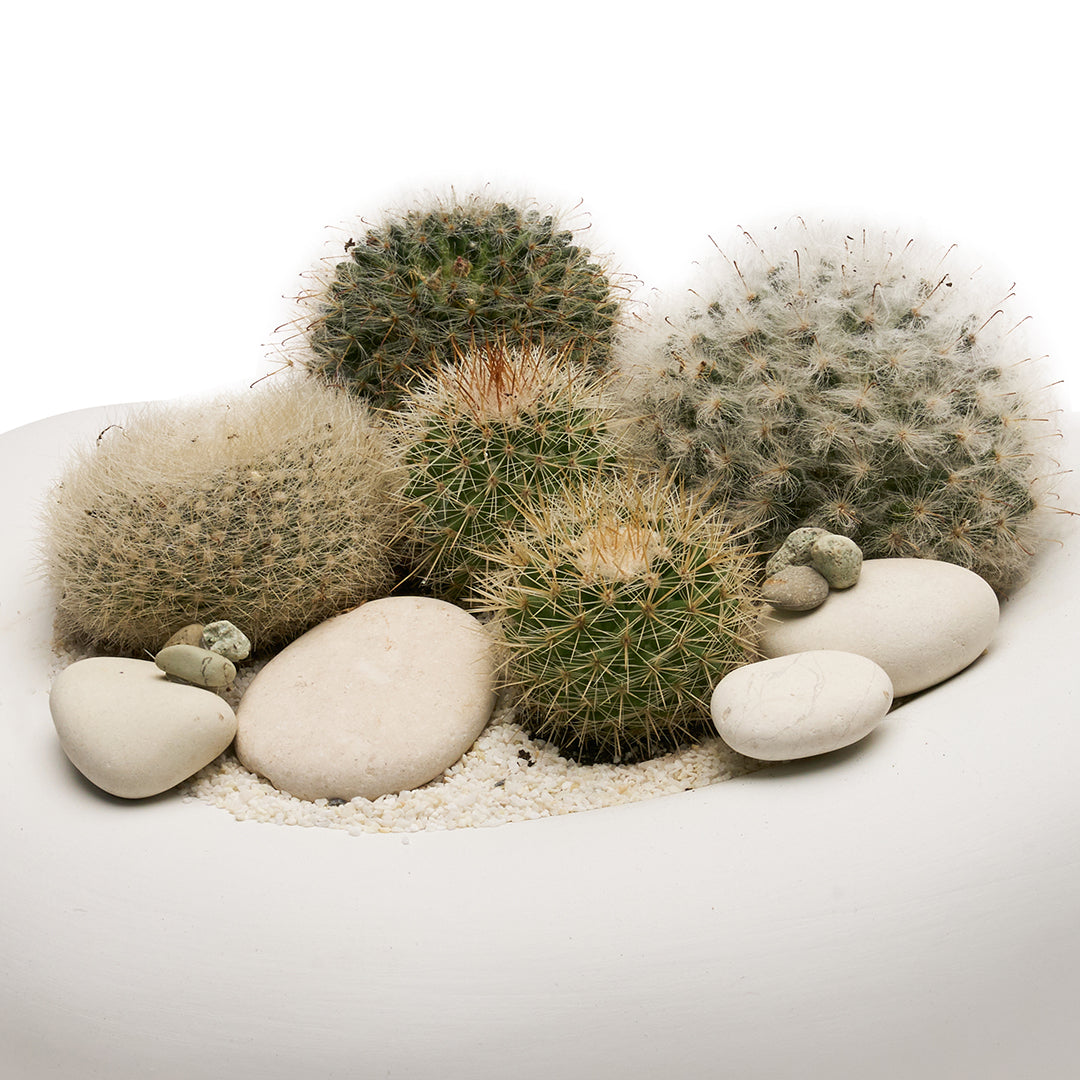 Ceramic Balloon Bowl White  Low Garden