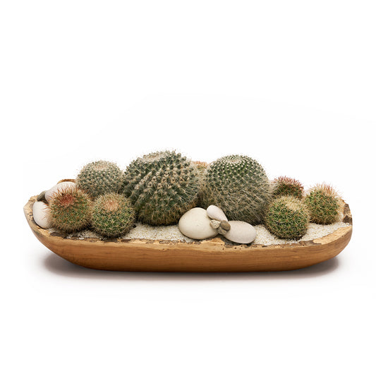 Teak Trough Small - Low Garden