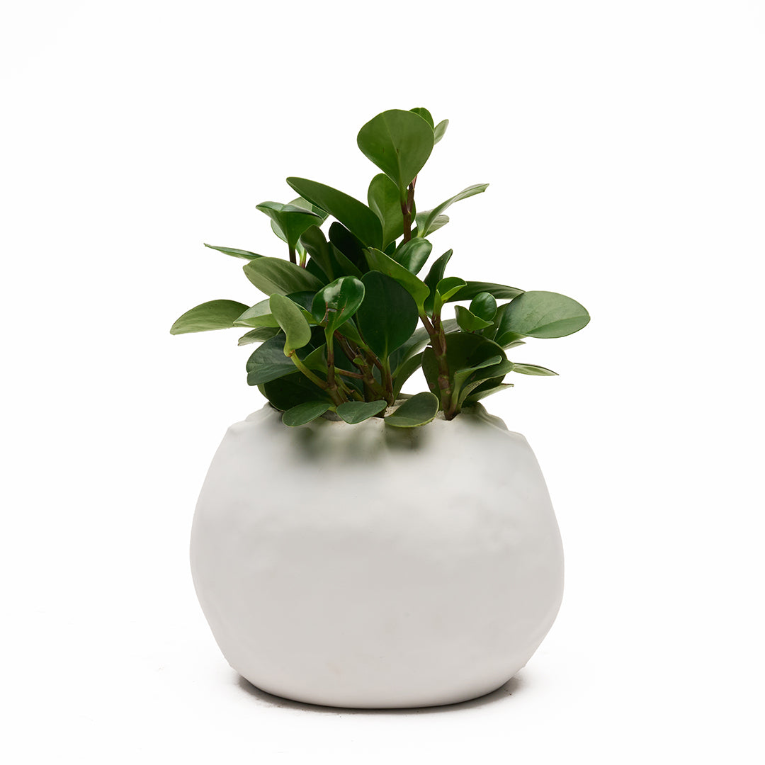 Ceramic Petale Vase White - Peperomia
