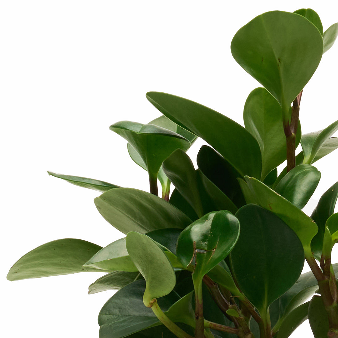 Ceramic Petale Vase Black - Peperomia with Cocoon