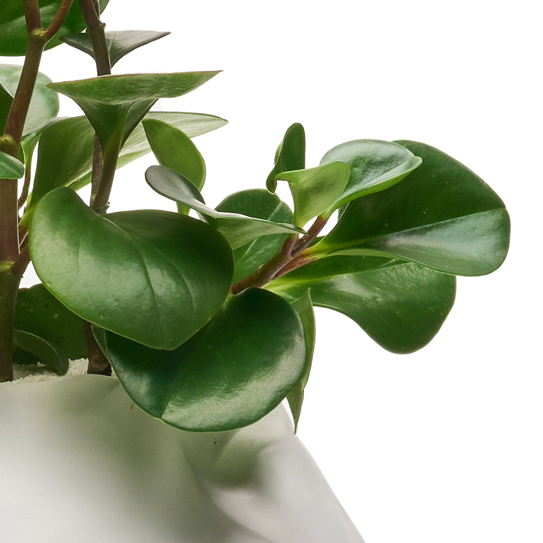 Ceramic Petale Vase White - Peperomia