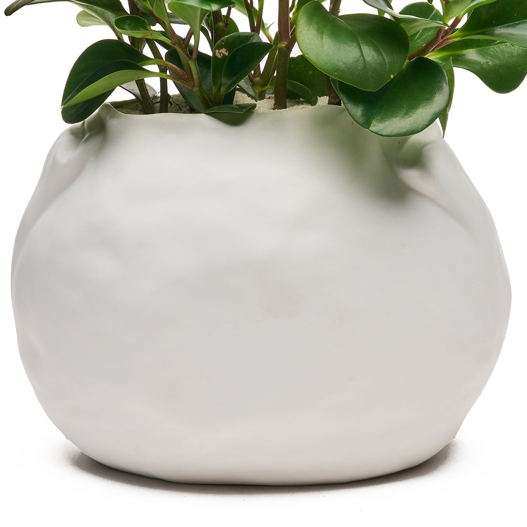 Ceramic Petale Vase White - Peperomia