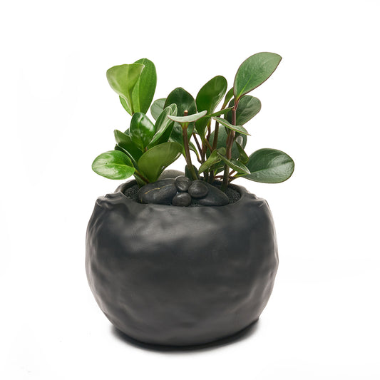 Ceramic Petale Vase Black - Peperomia