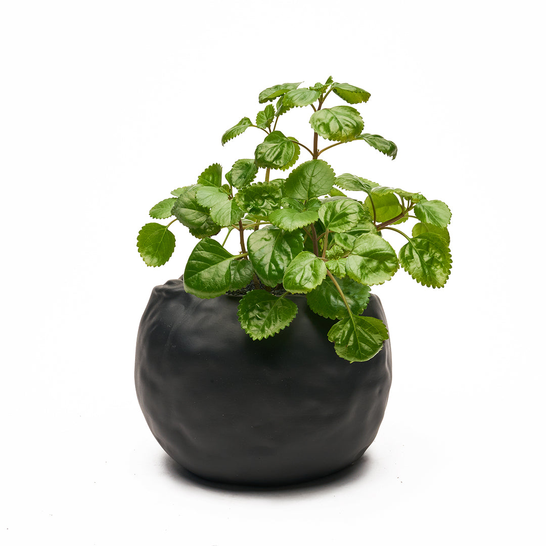 Ceramic Petale Vase Black - Peperomia