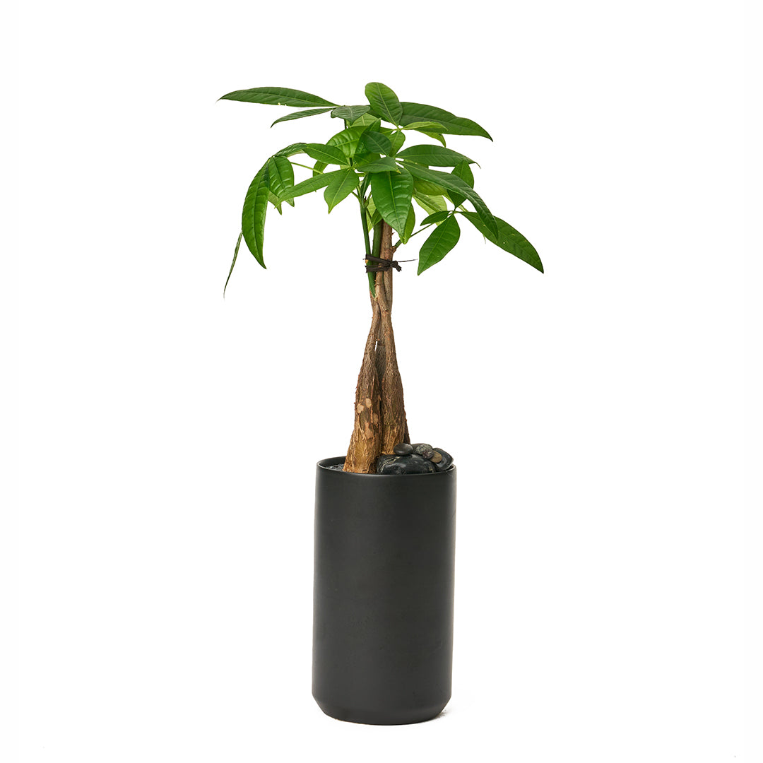 Germany Black Mini Tall - Money Tree