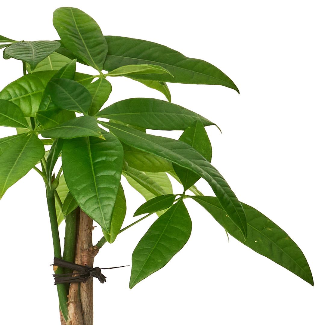 Germany Black Mini Tall - Money Tree