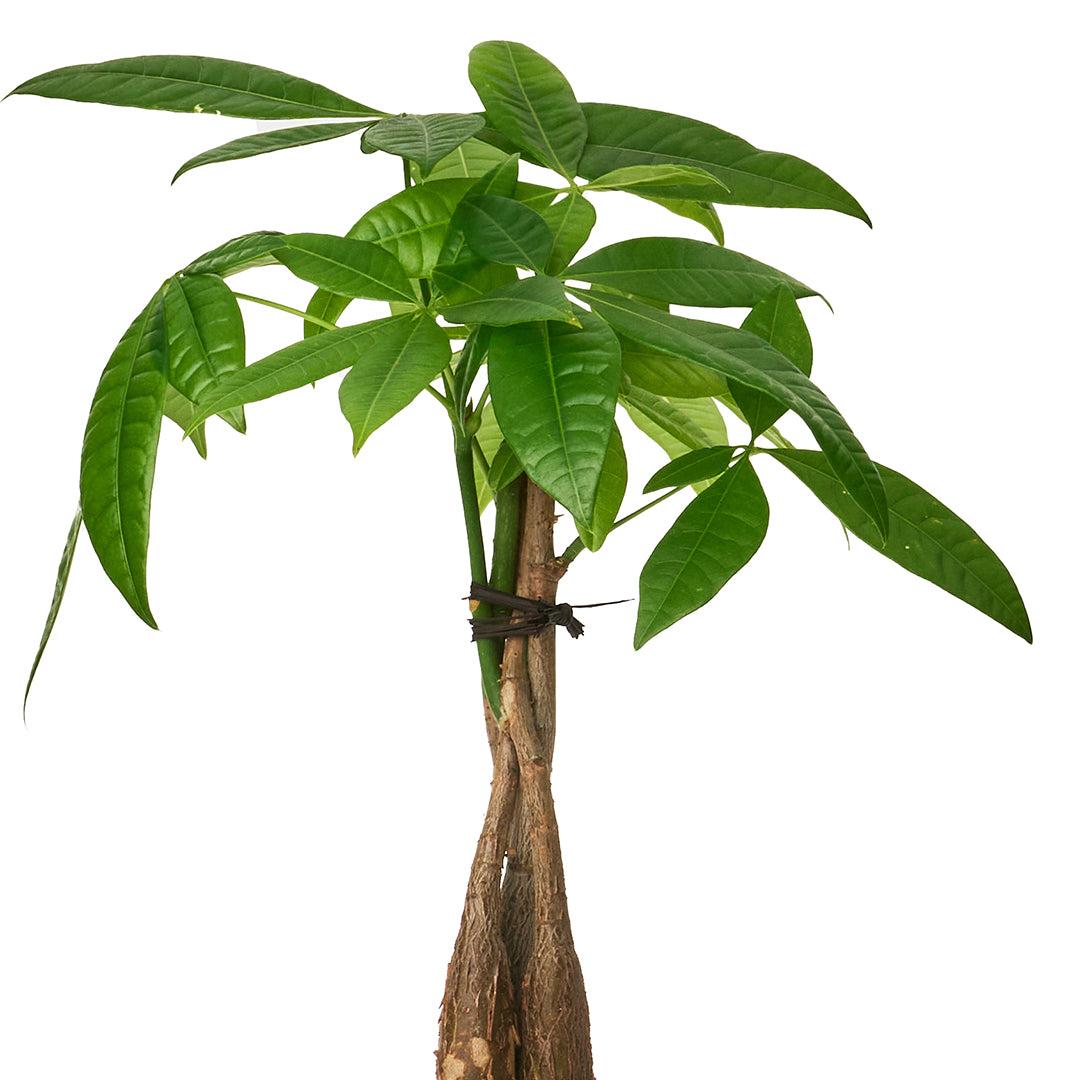 Germany Black Mini Tall - Money Tree