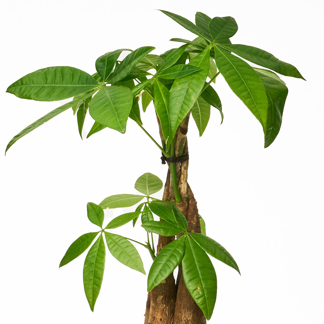 Germany White Mini Tall - Money Tree